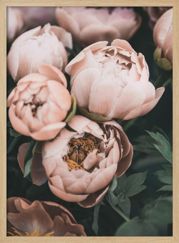 Coral Peonies | Poster