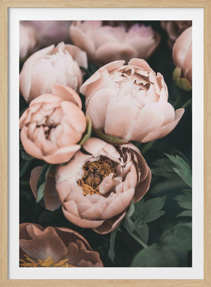 Coral Peonies | Poster