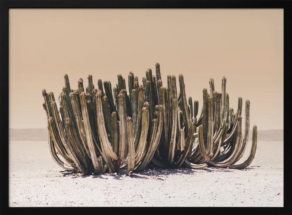 Peach Sky Cactus | Poster