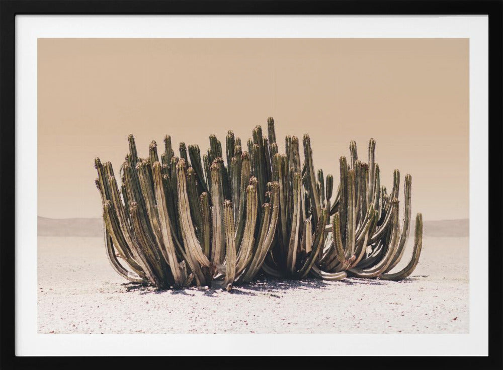 Peach Sky Cactus | Poster