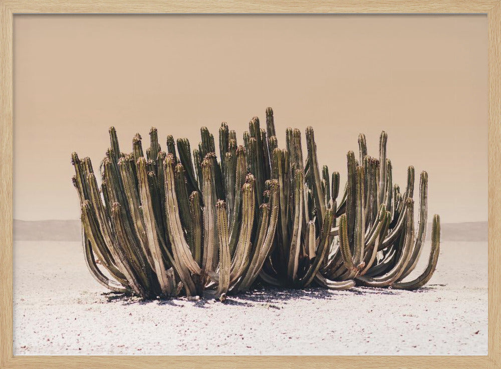 Peach Sky Cactus | Poster