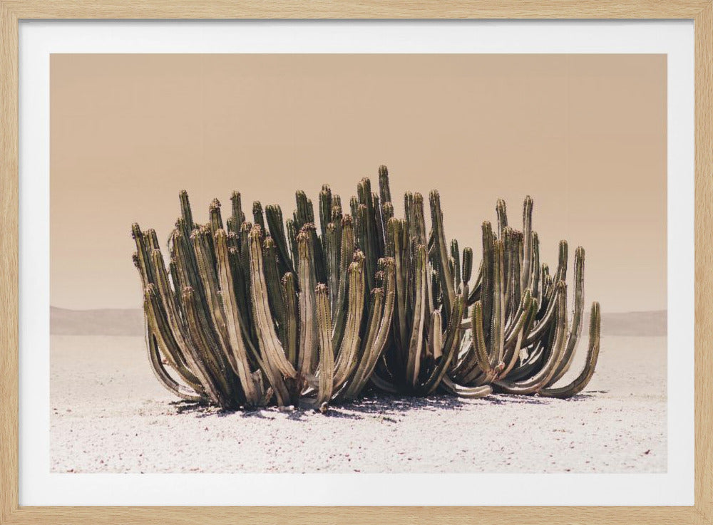 Peach Sky Cactus | Poster