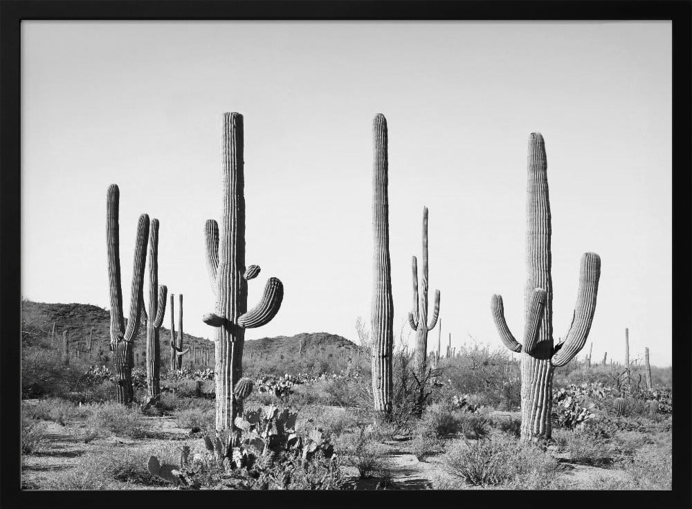 Grey Cactus Land | Poster