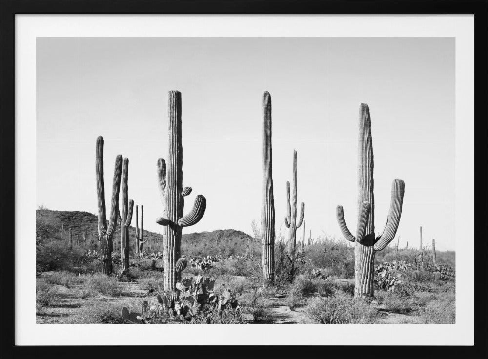 Grey Cactus Land | Poster