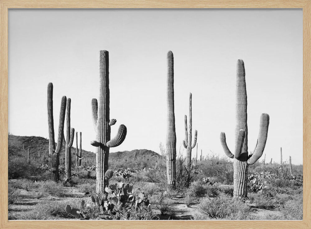 Grey Cactus Land | Poster