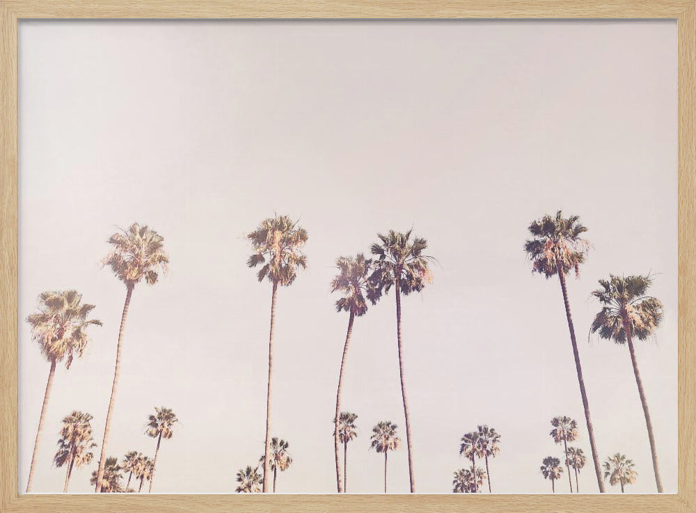 Sunny Cali Palm Trees | Poster
