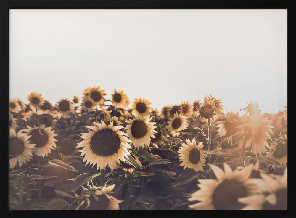 Sunflowers | Poster