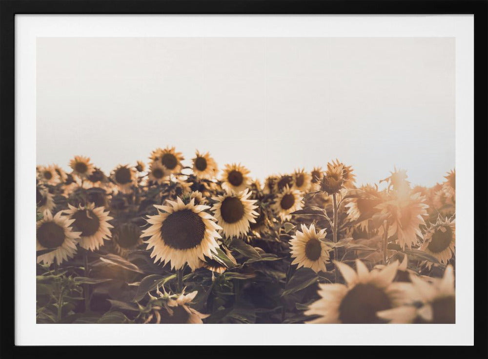 Sunflowers | Poster