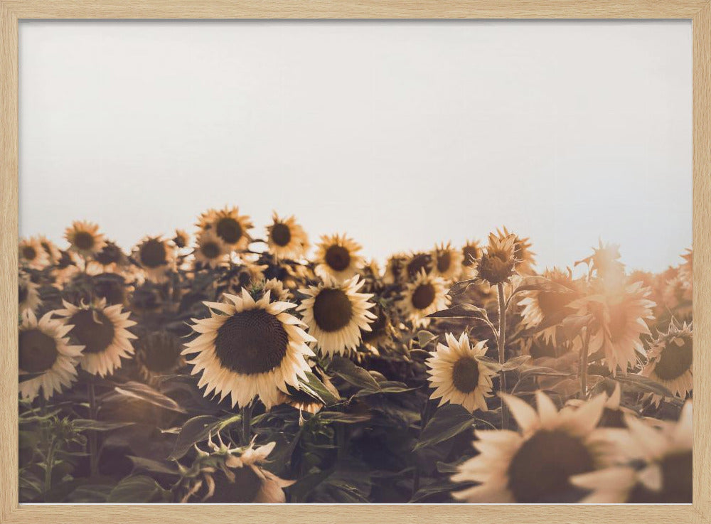 Sunflowers | Poster