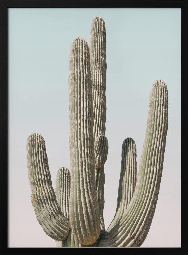 Saguaro | Poster