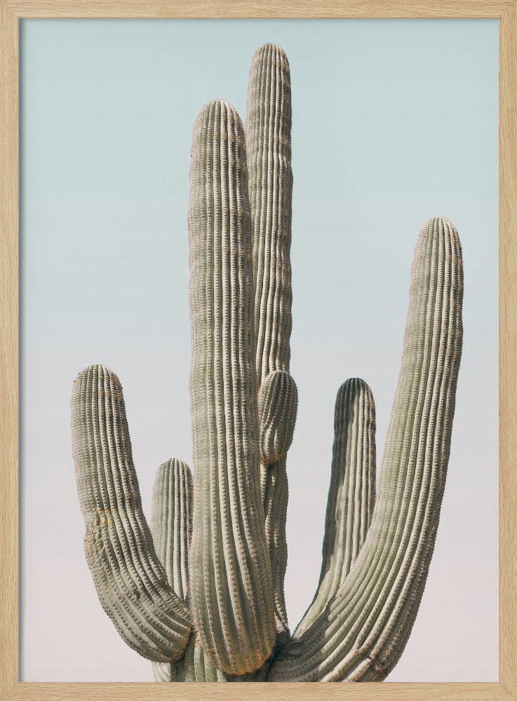 Saguaro | Poster