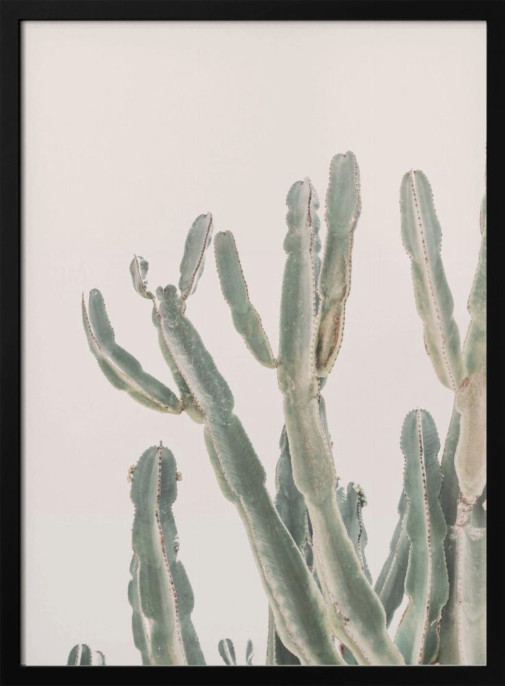 Sunrise Cactus | Poster