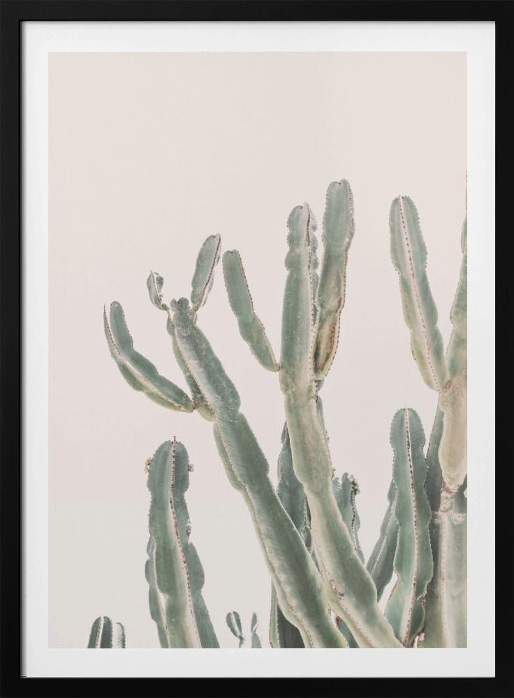 Sunrise Cactus | Poster
