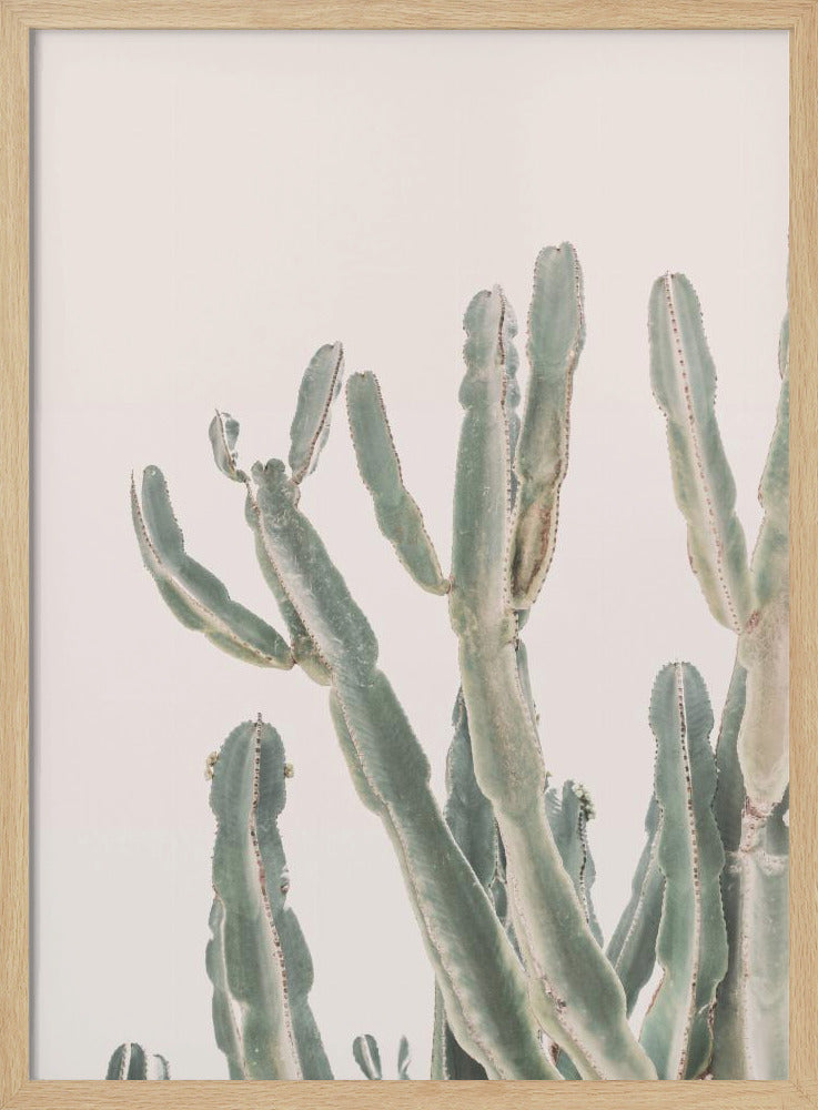 Sunrise Cactus | Poster