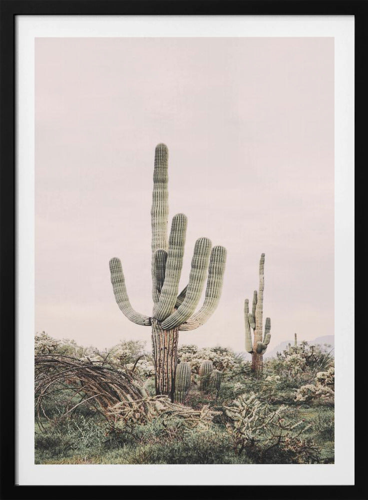 Pink Saguaro | Poster