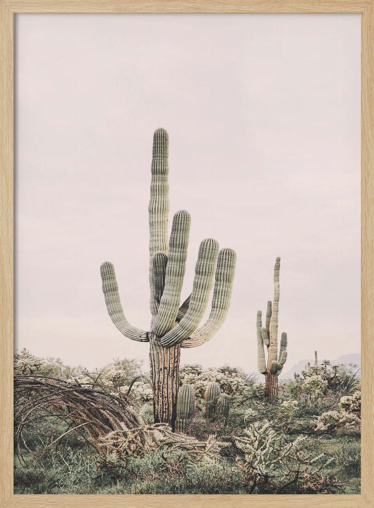 Pink Saguaro | Poster