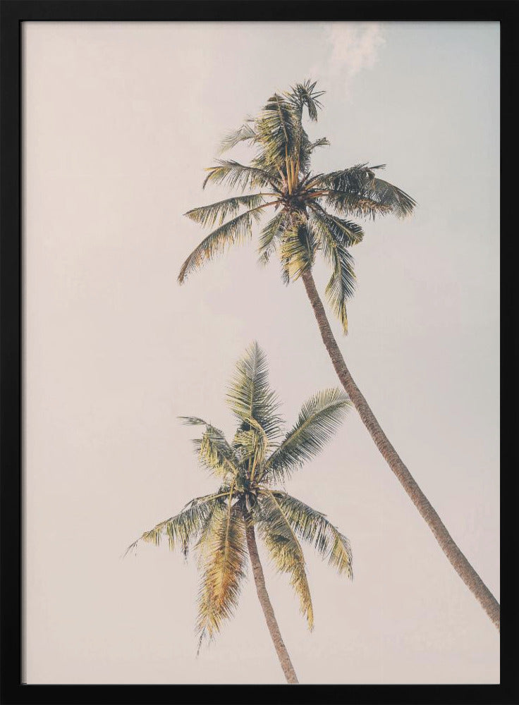 Tropical Palms | Poster