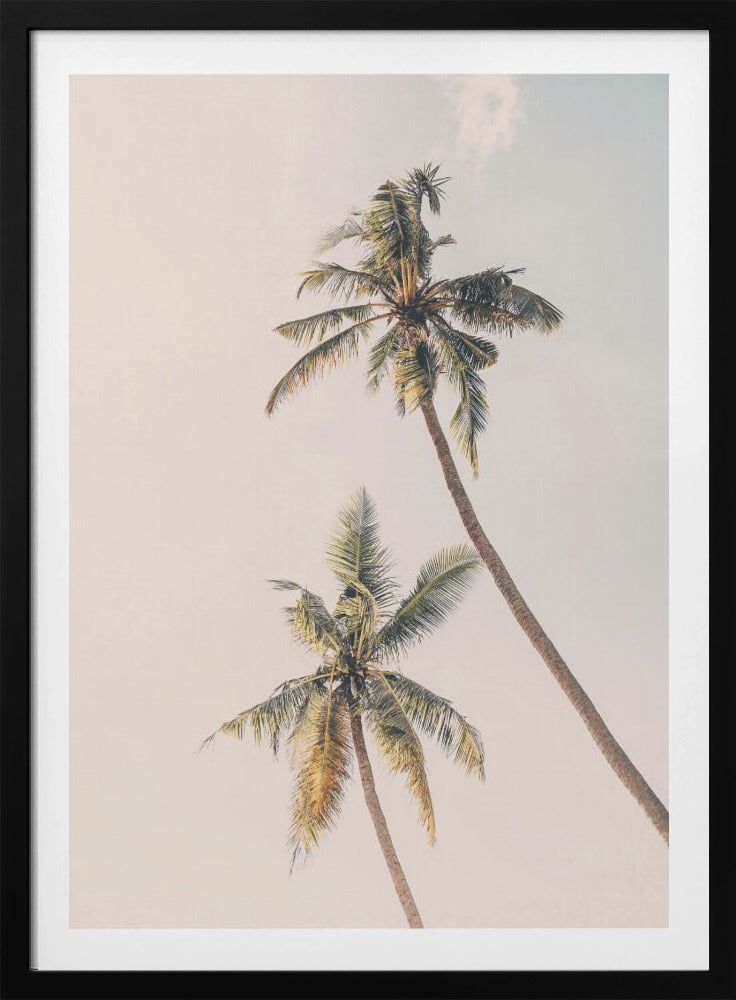 Tropical Palms | Poster