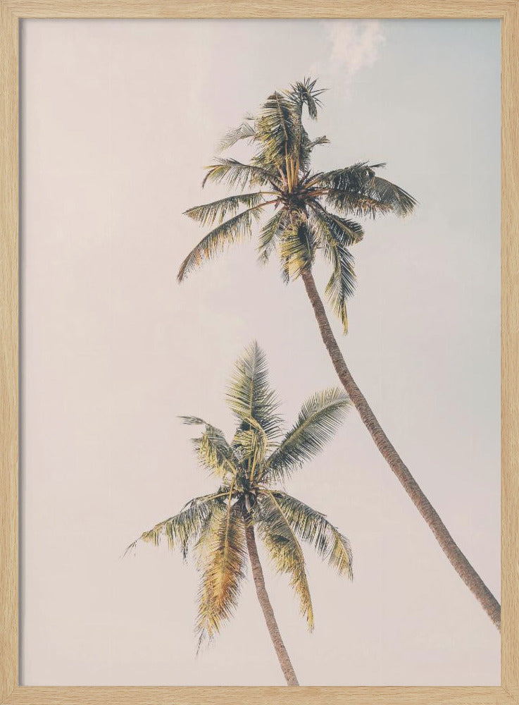 Tropical Palms | Poster