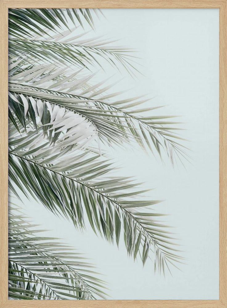 Blue Palms | Poster