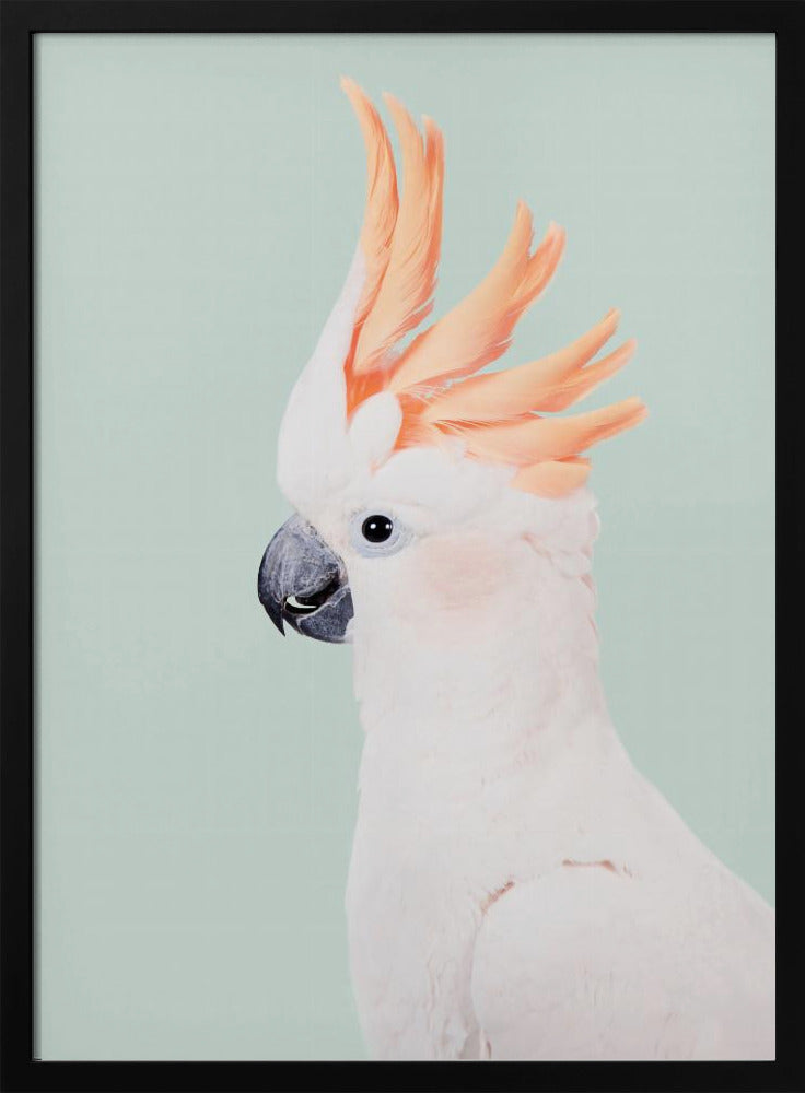 Cockatoo | Poster