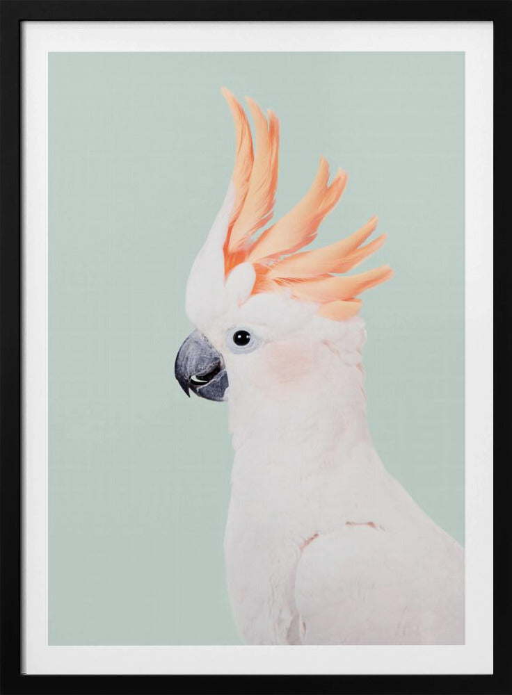 Cockatoo | Poster