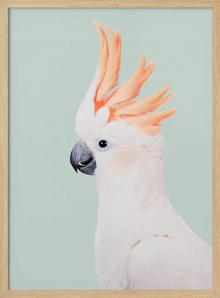 Cockatoo | Poster