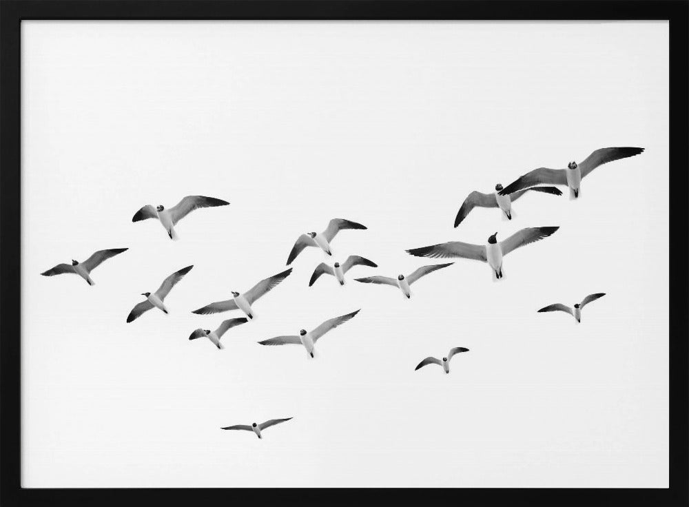 Flying Birds | Poster