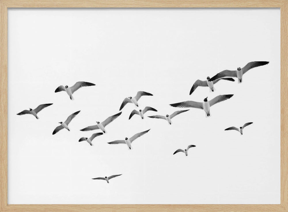 Flying Birds | Poster