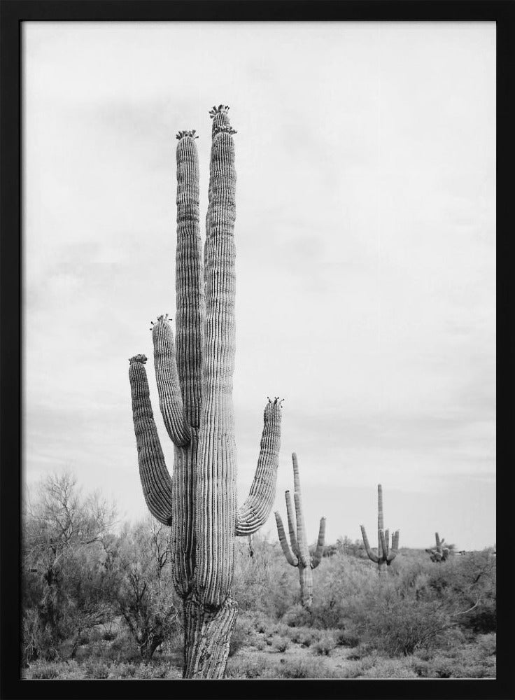 Saguaro B&amp;W | Poster