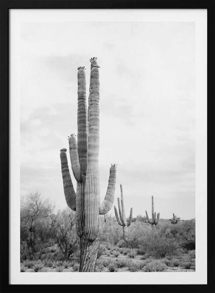 Saguaro B&amp;W | Poster