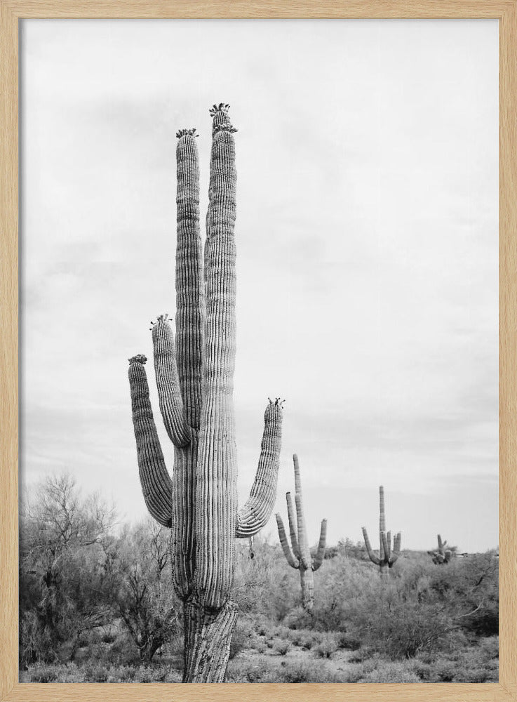 Saguaro B&amp;W | Poster