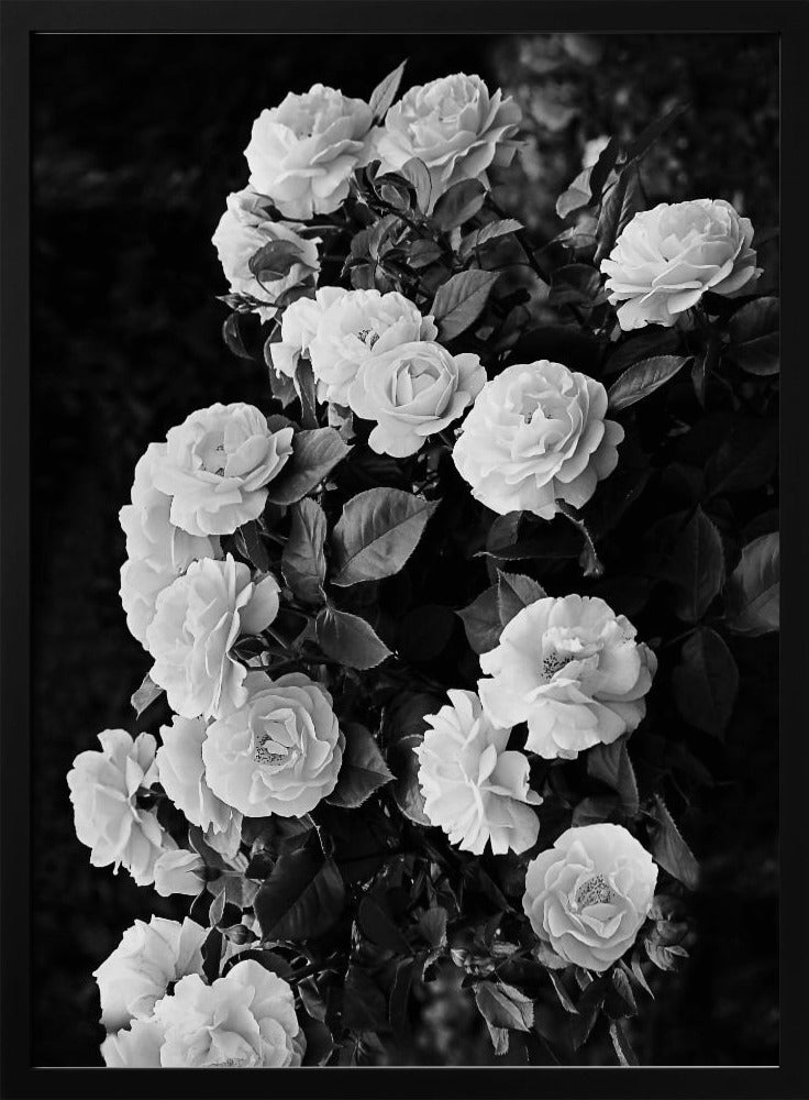 Rose Bush | Poster