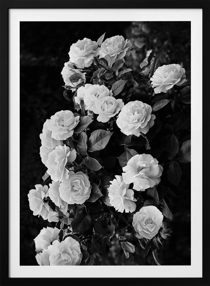 Rose Bush | Poster