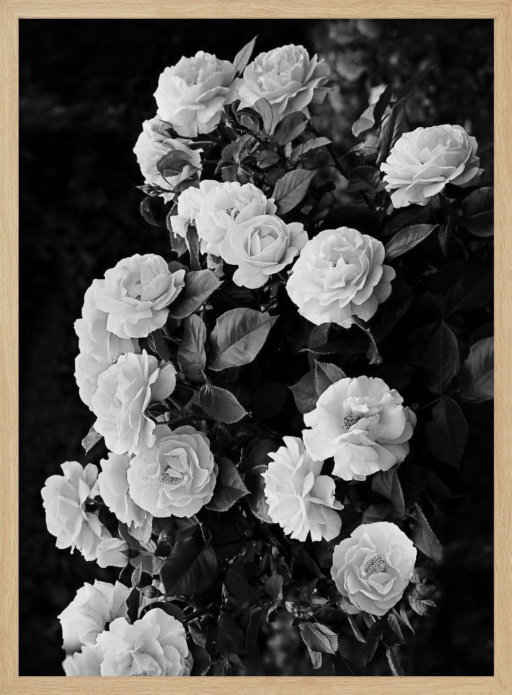 Rose Bush | Poster