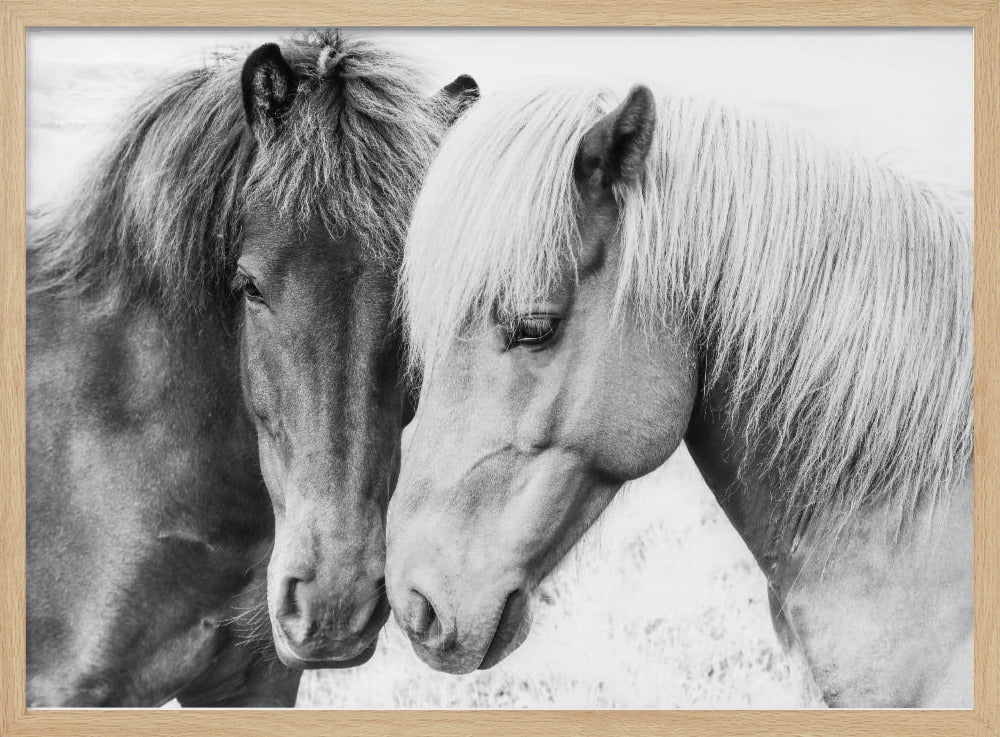 Horse Love | Poster