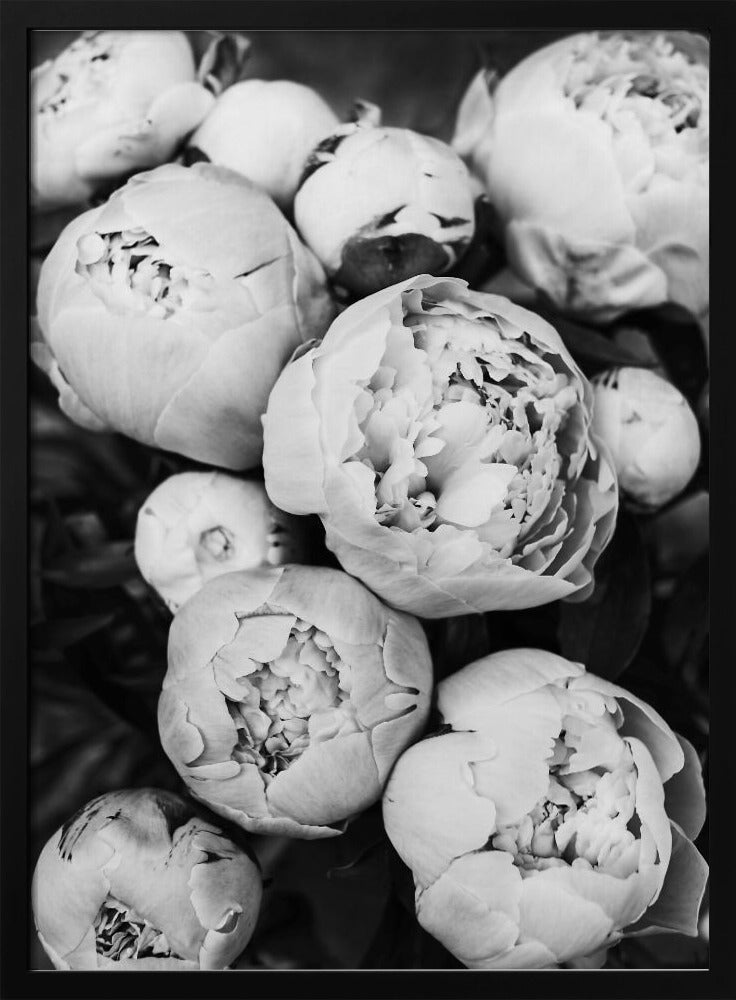 Peonies | Poster