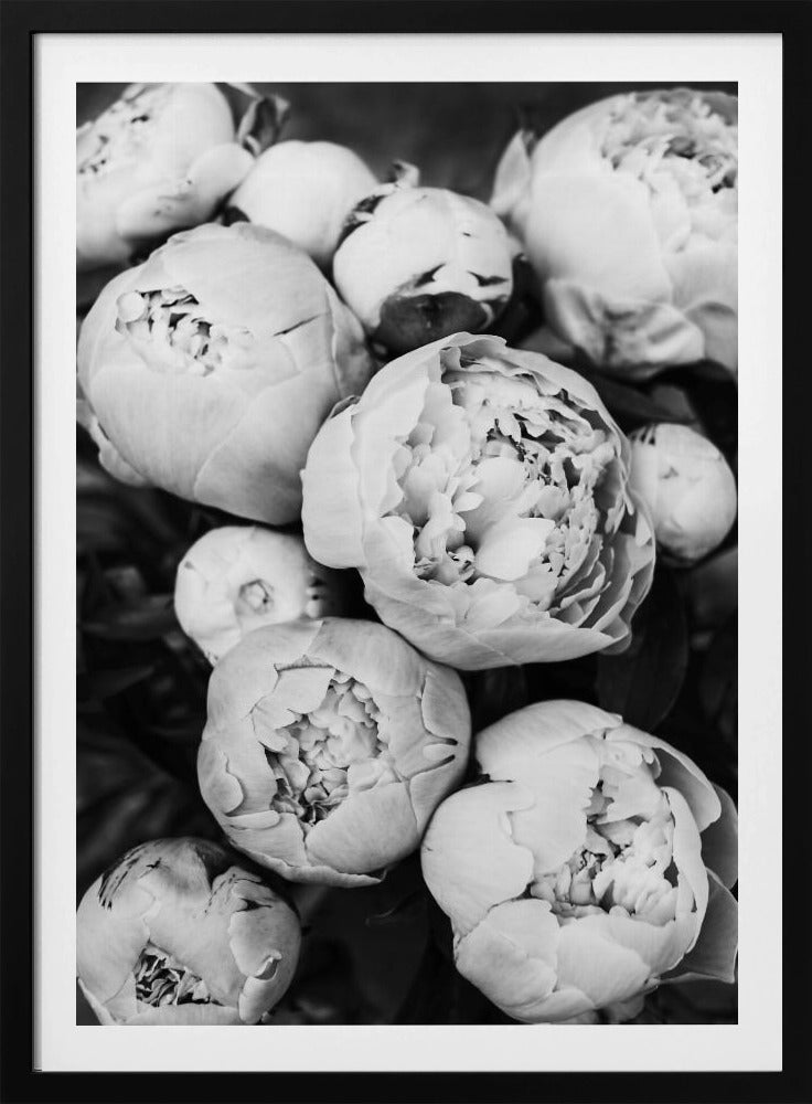 Peonies | Poster
