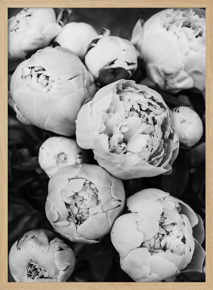 Peonies | Poster