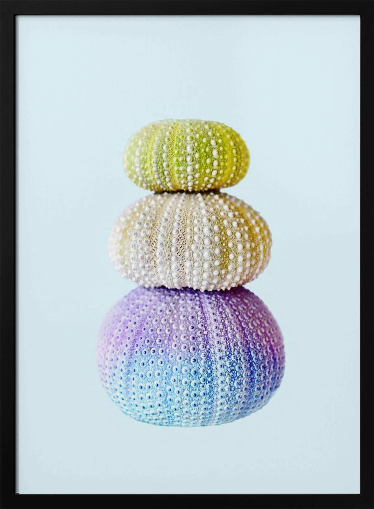 Sea Urchins | Poster