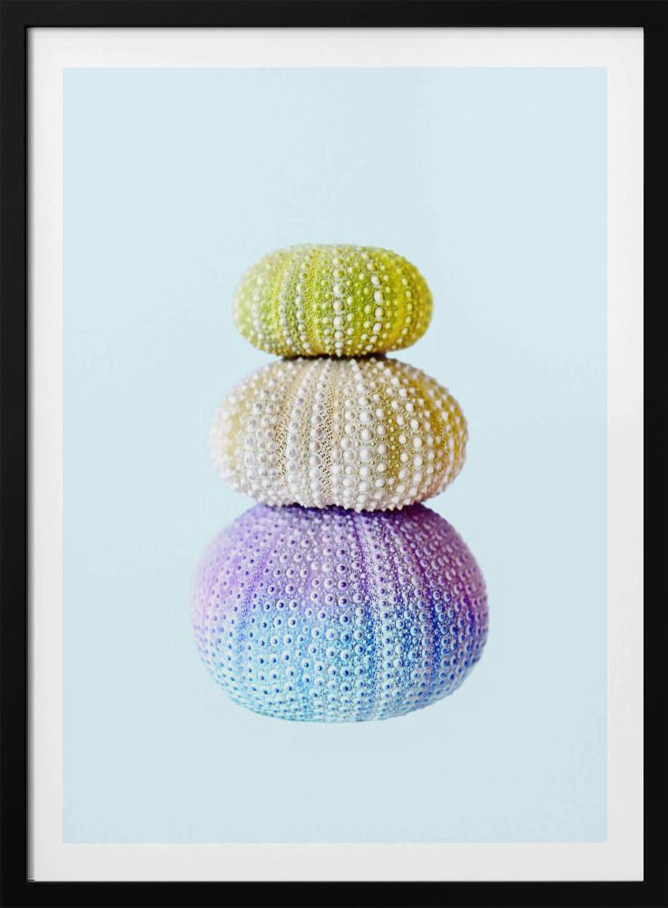 Sea Urchins | Poster