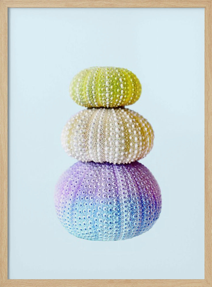 Sea Urchins | Poster