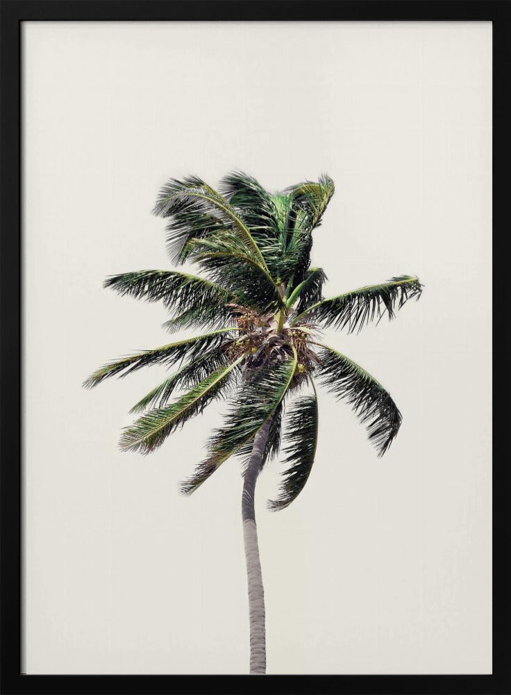 Windy Palm Tree | Poster