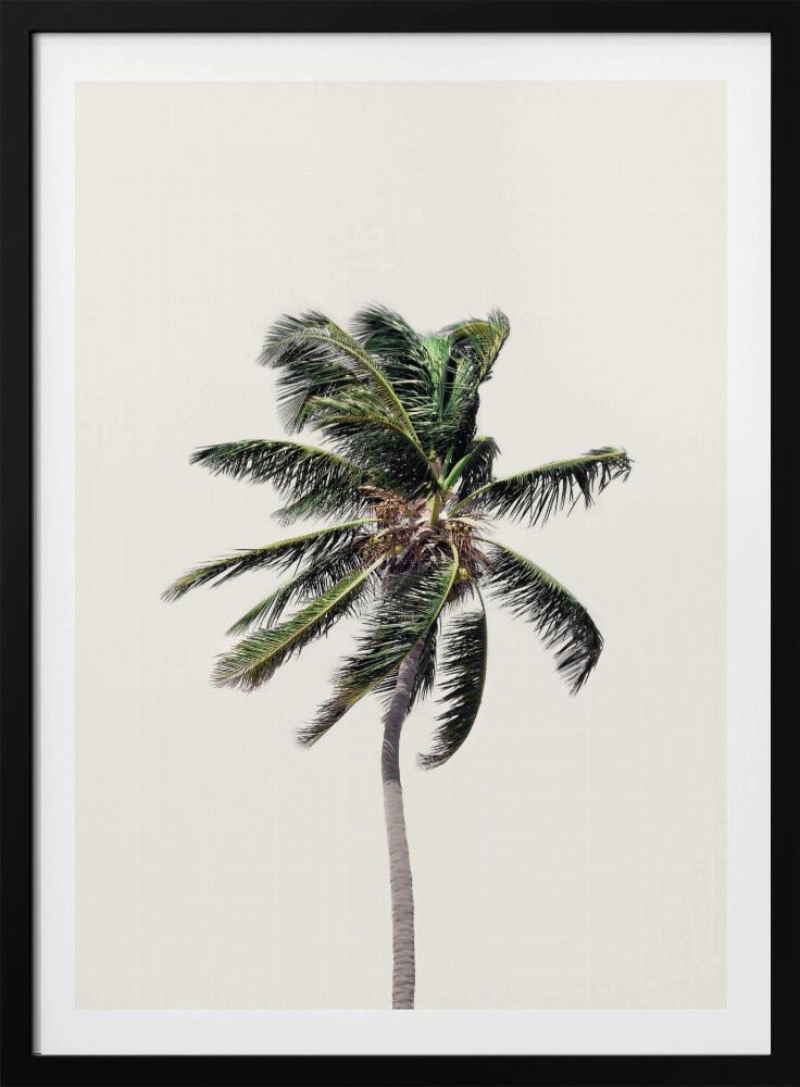 Windy Palm Tree | Poster