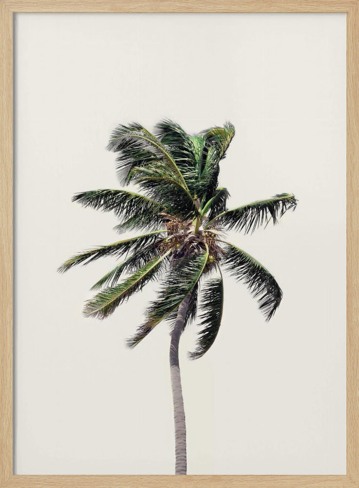 Windy Palm Tree | Poster
