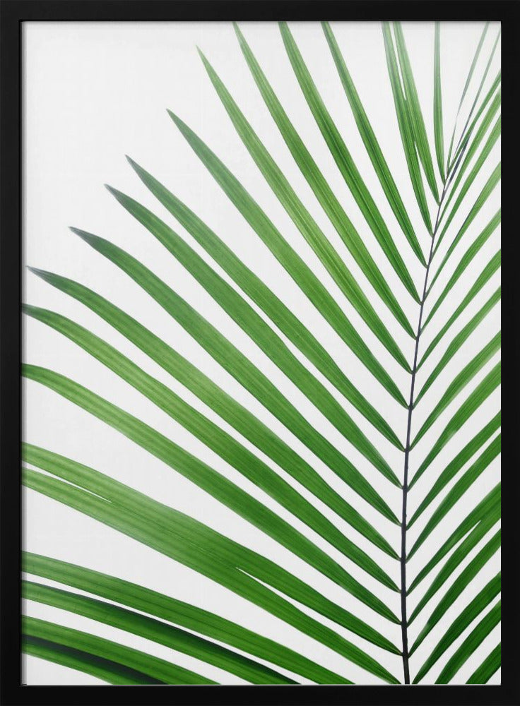 Green Palm Leaf | Poster