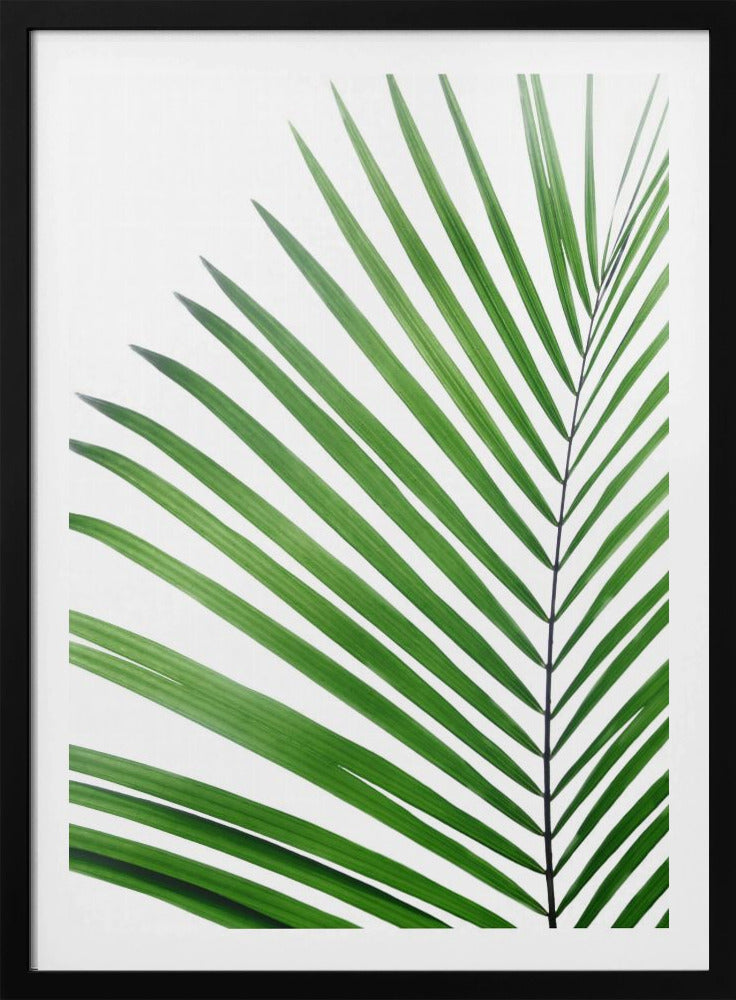 Green Palm Leaf | Poster