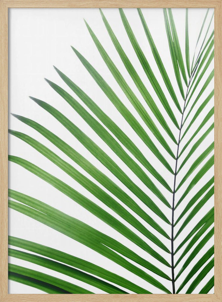 Green Palm Leaf | Poster