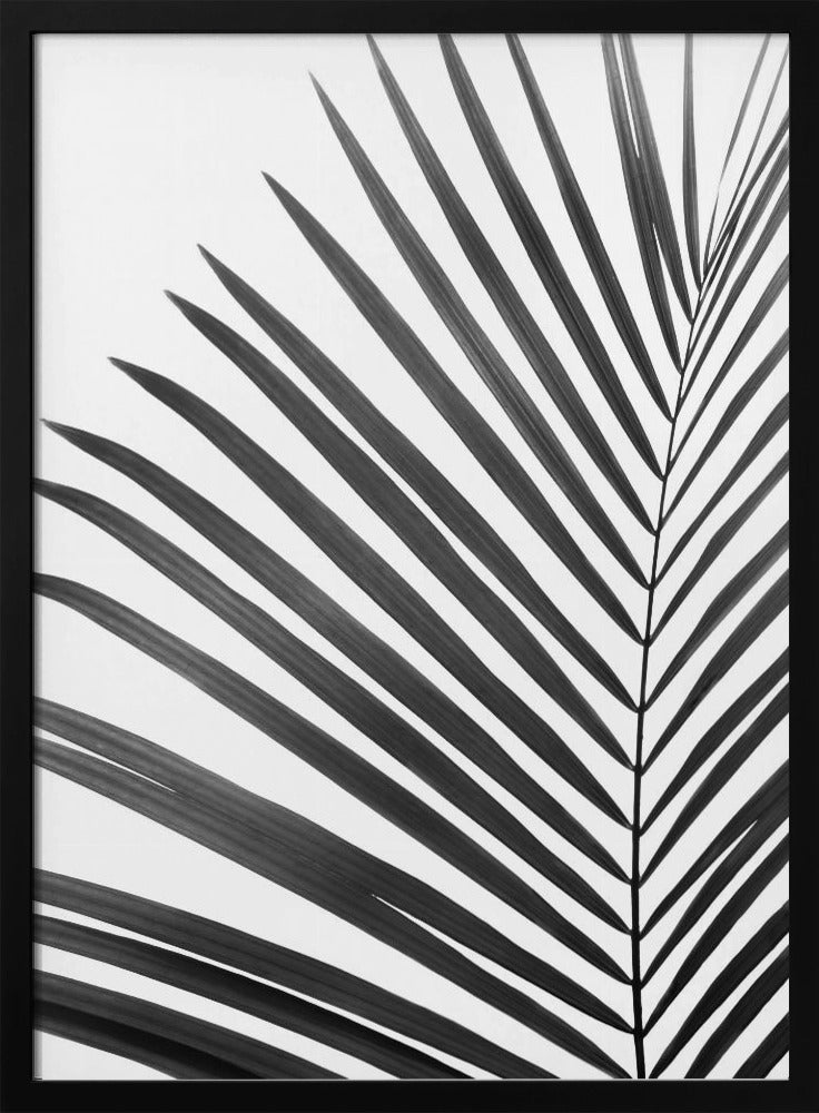 BW Palm Leaf | Poster