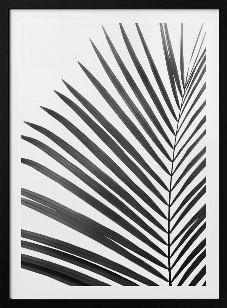 BW Palm Leaf | Poster